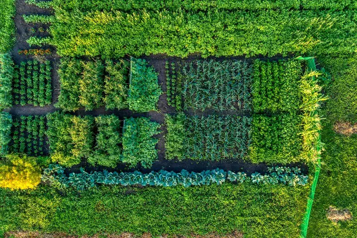 Vegetable Garden From Above