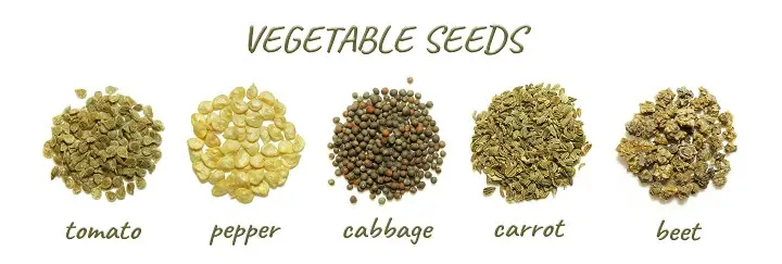 Vegetable Seeds