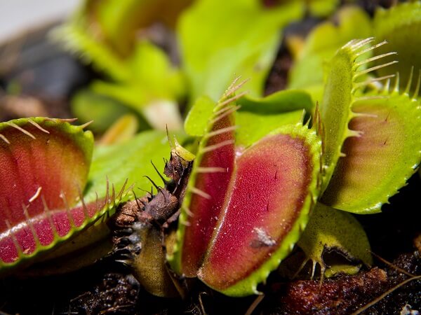 Venus Flytrap