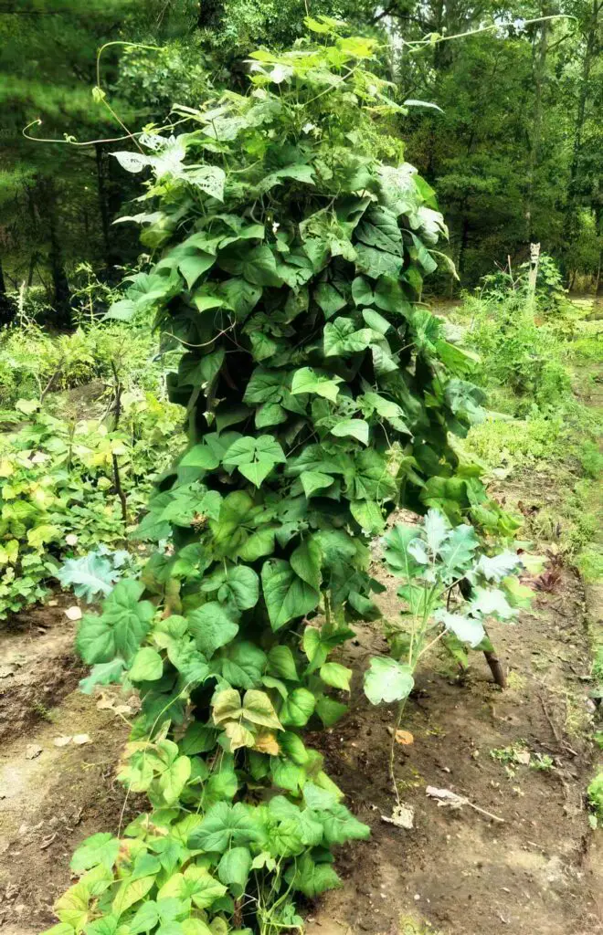 Vertical Pole Beans