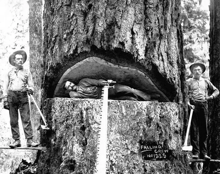 Vintage Men Felling Large Tree