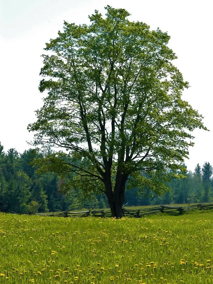 Walnut Tree in Field
