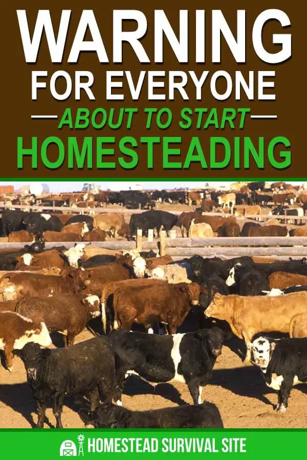 Warning for Everyone About to Start Homesteading