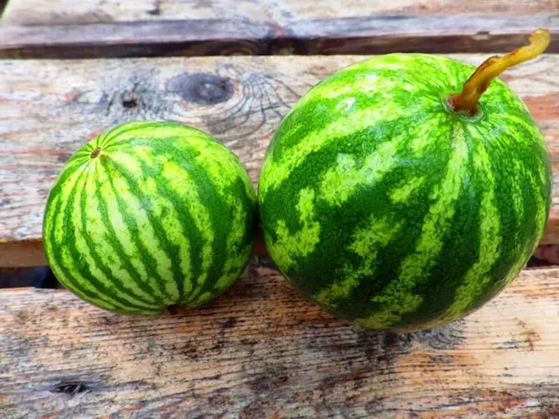 Watermelons on Table