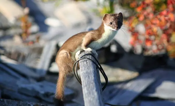 Weasel | Predators to Beware Of On Your Homestead