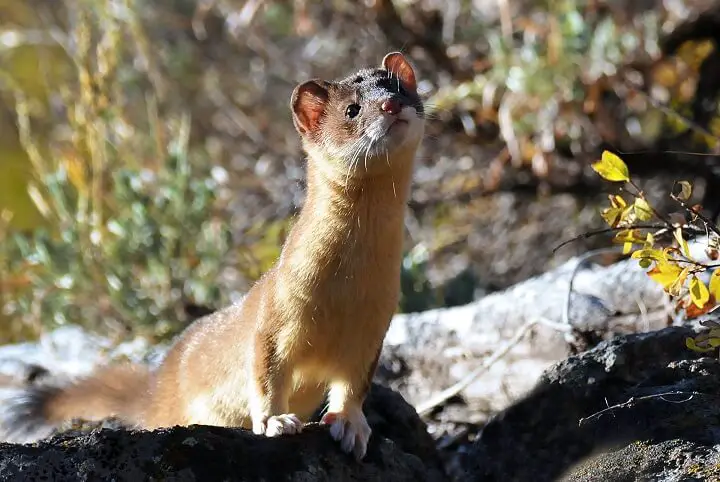 Weasel Sitting