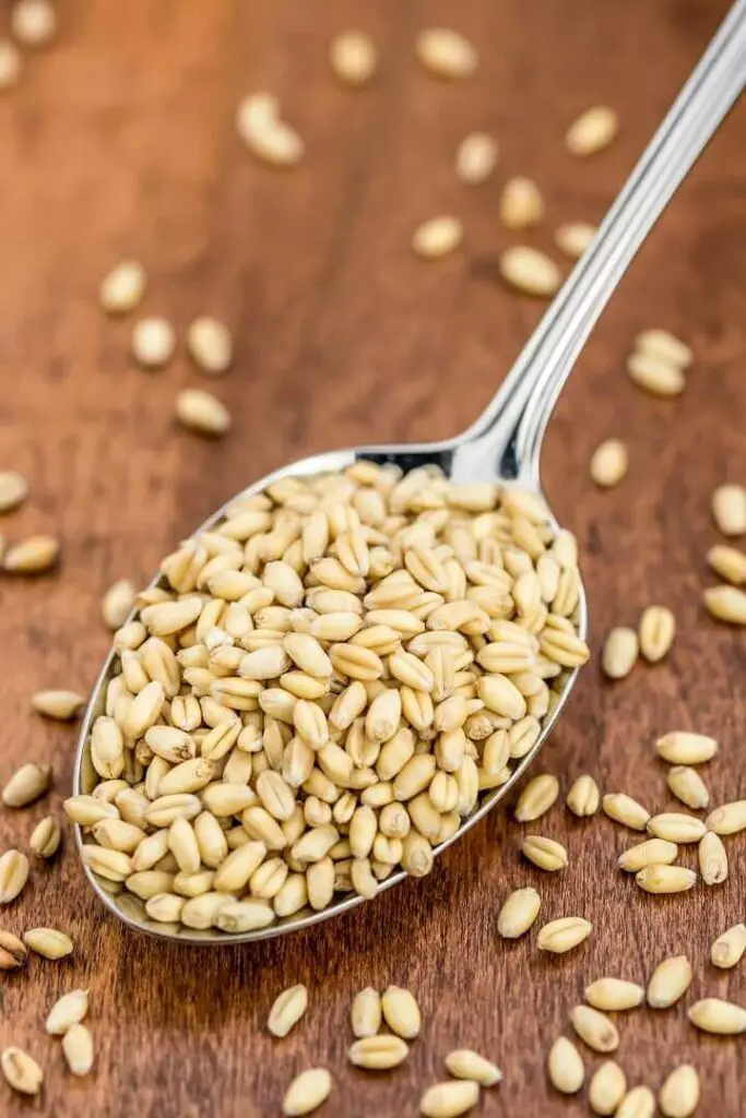 Wheat Berries in a Spoon