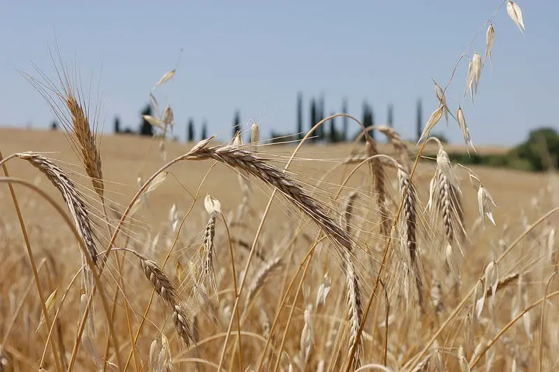 Wheat Field Daytime
