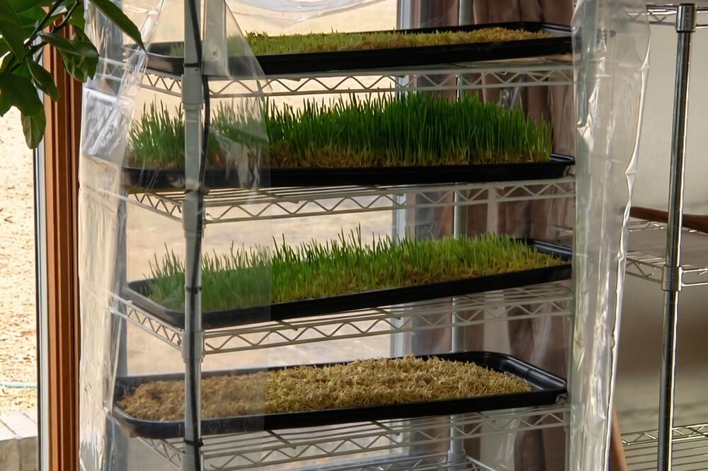 Wheatgrass Trays