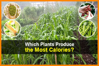 Which Plants Produce the Most Calories?