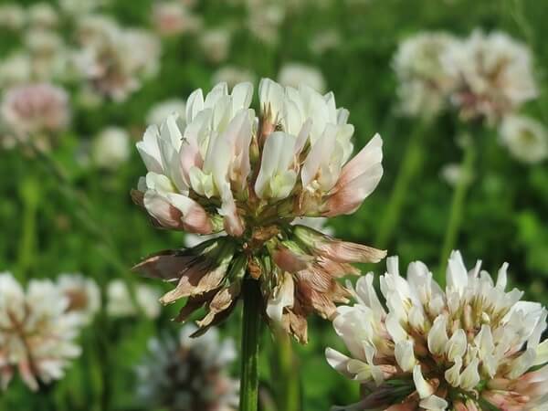 White Clover Weed