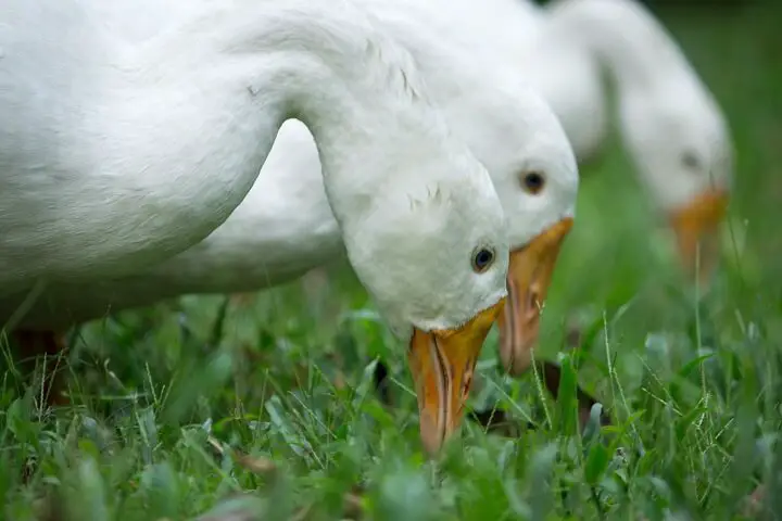 White Ducks Eating Bugs Off Grass