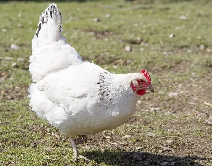 White Sussex Chicken Outside