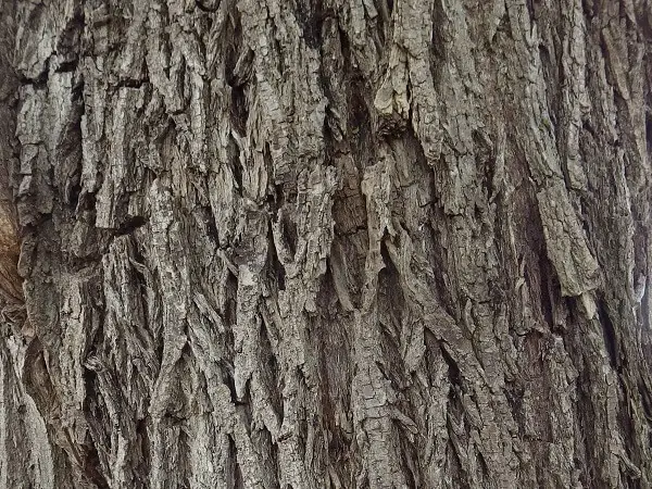 White Willow Bark