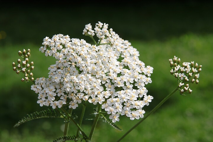 White Yarrow Flowers