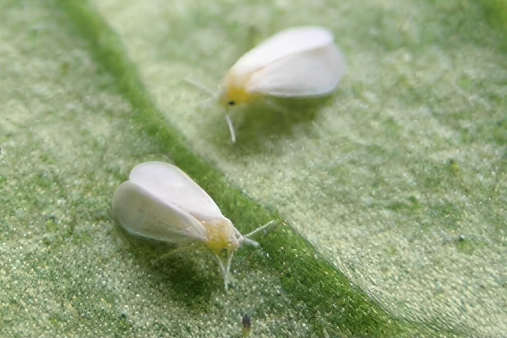Whiteflies on Leaf