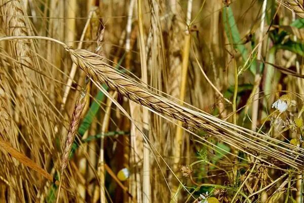 Whole Wheat Grains