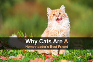 Why Cats Are A Homesteader's Best Friend