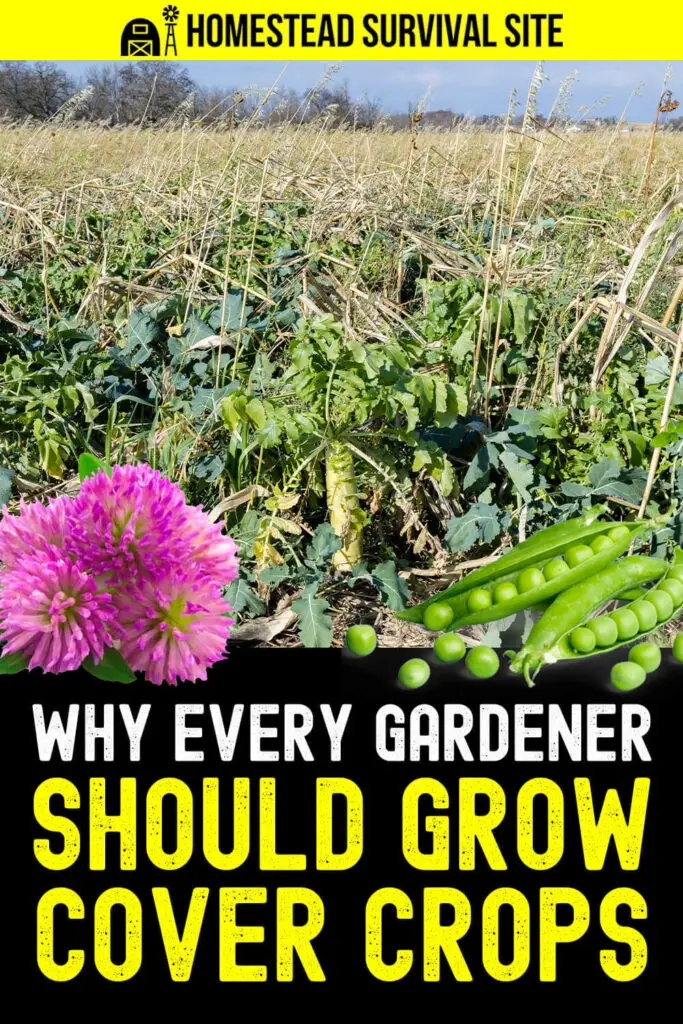 Why Every Gardener Should Grow Cover Crops