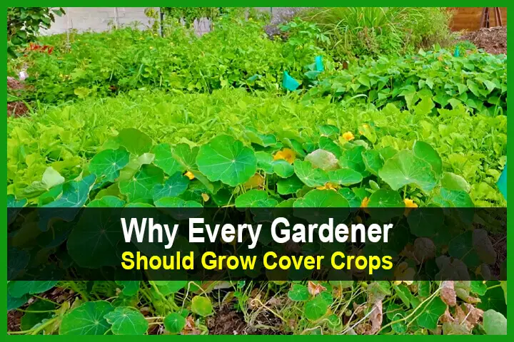 Why Every Gardener Should Grow Cover Crops