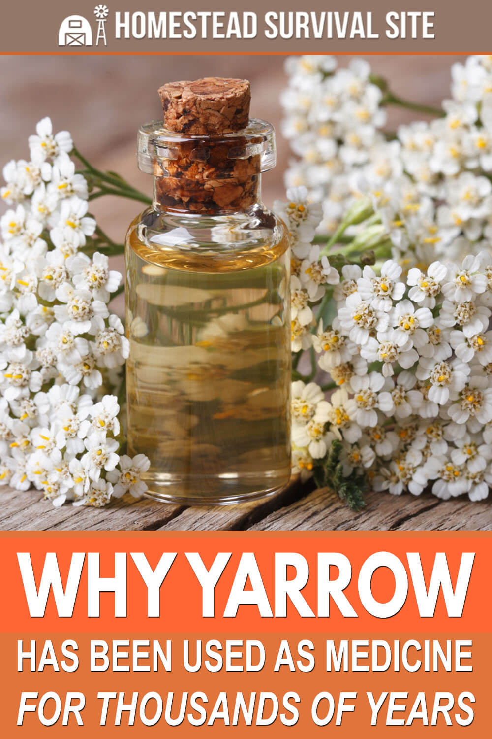 Why Yarrow Has Been Used as Medicine for Thousands of Years