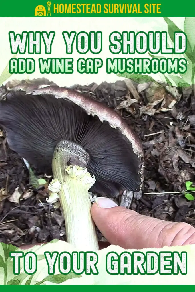 Why You Should Add Wine Cap Mushrooms to Your Garden