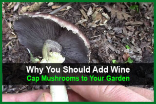 Why You Should Add Wine Cap Mushrooms to Your Garden