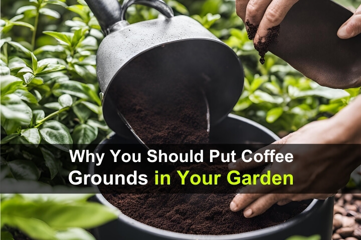 Why You Should Put Coffee Grounds In Your Garden