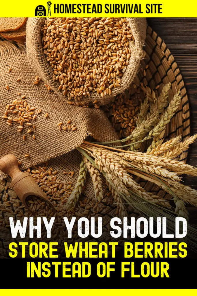 3 Reasons To Store Wheat Berries Instead Of Flour