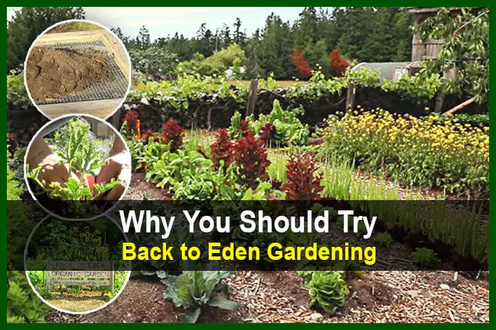 Why You Should Try Back to Eden Gardening