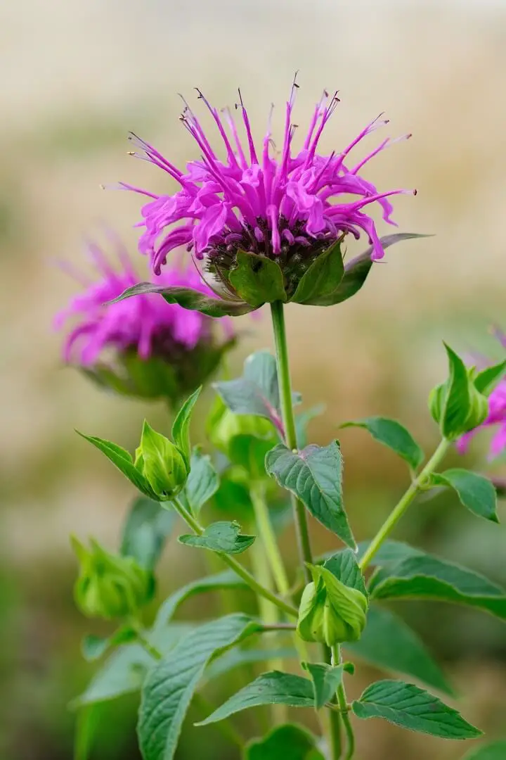 Wild Bee Balm Flowers