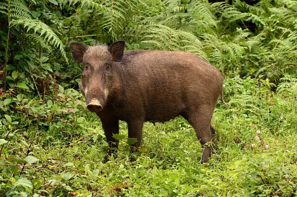 Wild Boar | Predators to Beware Of On Your Homestead