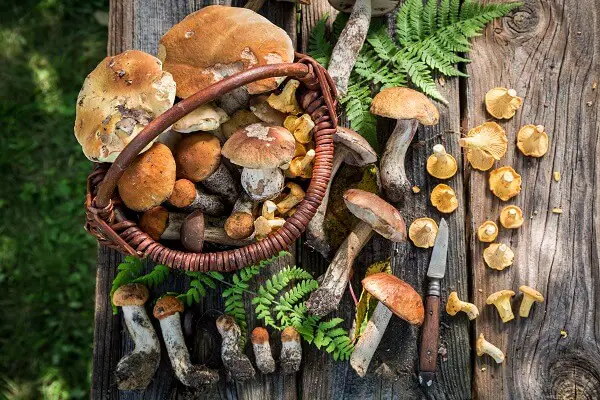 Wild Edible Mushrooms