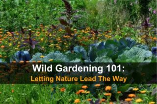 Wild Gardening 101: Letting Nature Lead the Way