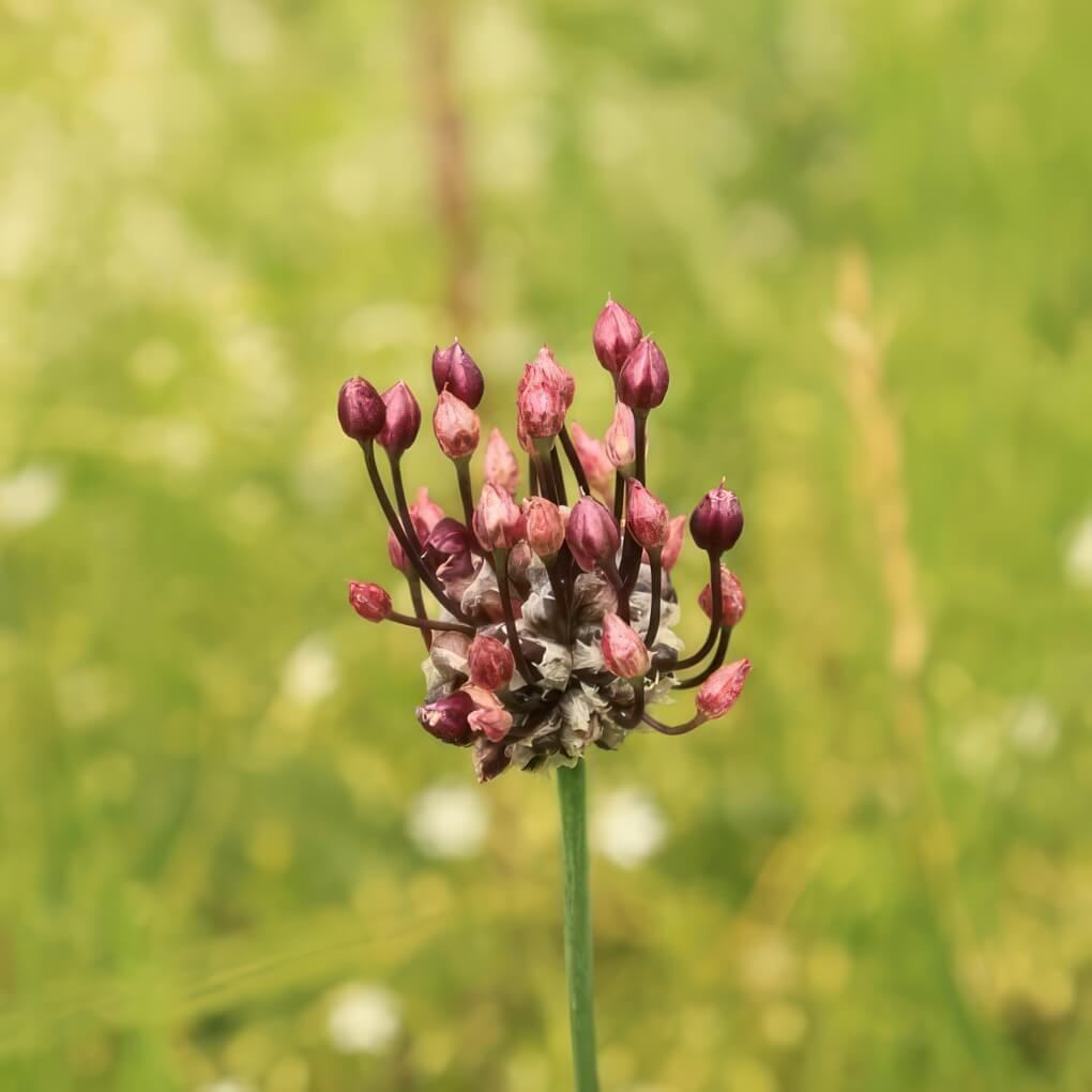 Wild Garlic (Allium vineale)
