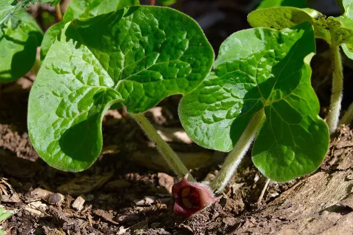 Wild Ginger Plant