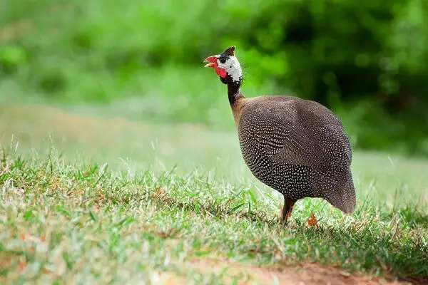 Wild Guinea