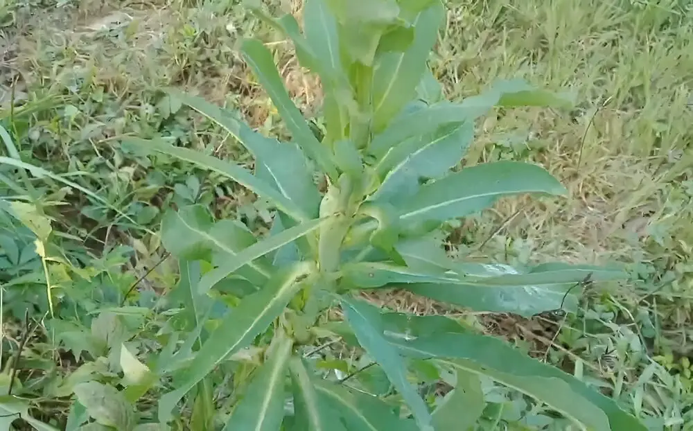 Wild Lettuce by Road