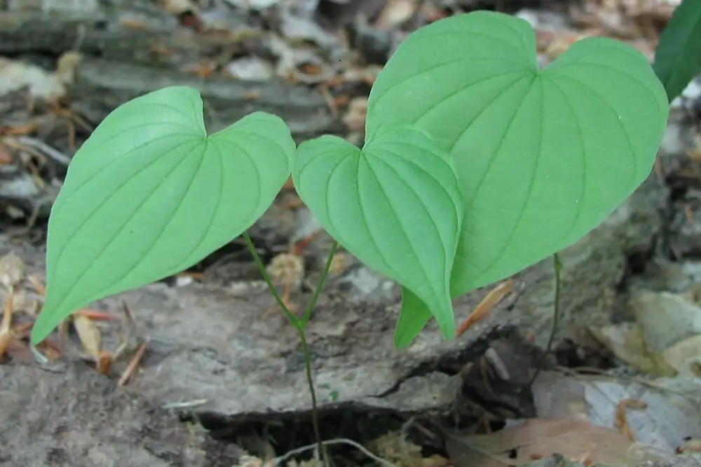 Wild Yam Plant