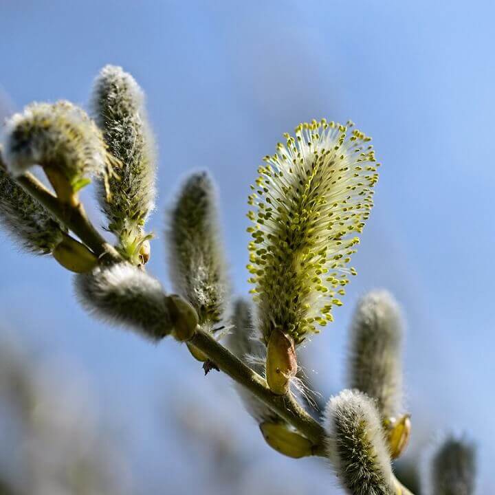 Willow Flower Up Close