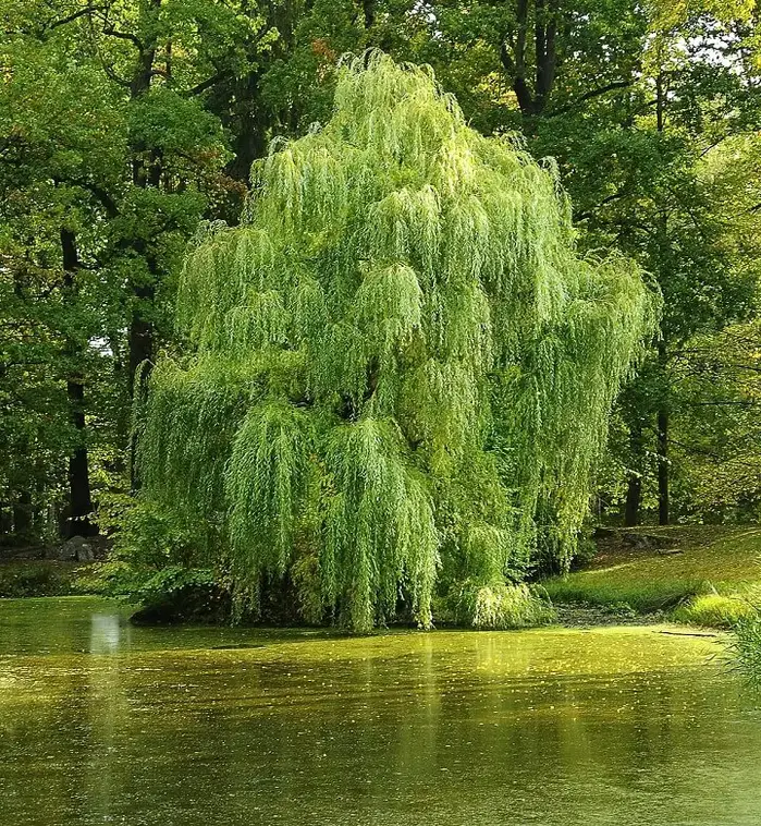 Willow Tree By Pond