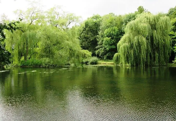 Willow Trees By The Water