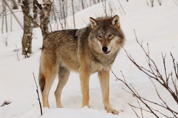 Wolf | Predators to Beware Of On Your Homestead