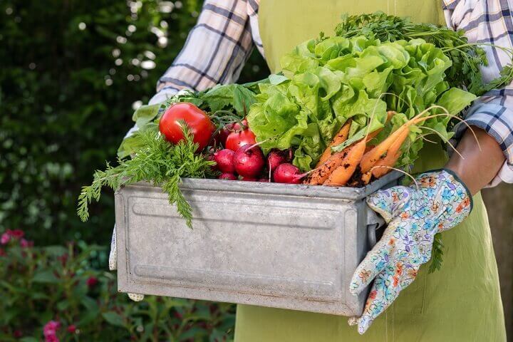 Woman Holding Box of Fresh Vegetables