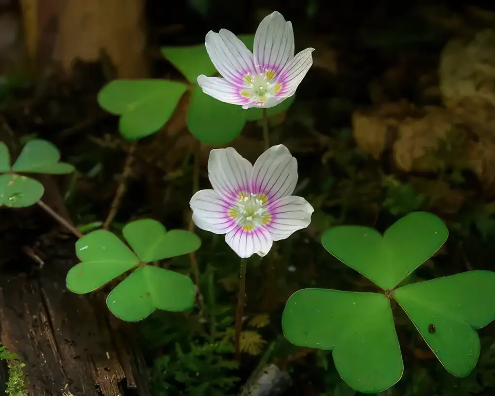Wood Sorrel (Oxalis montana)