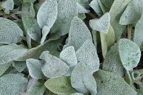 Wooly Lamb's Ear