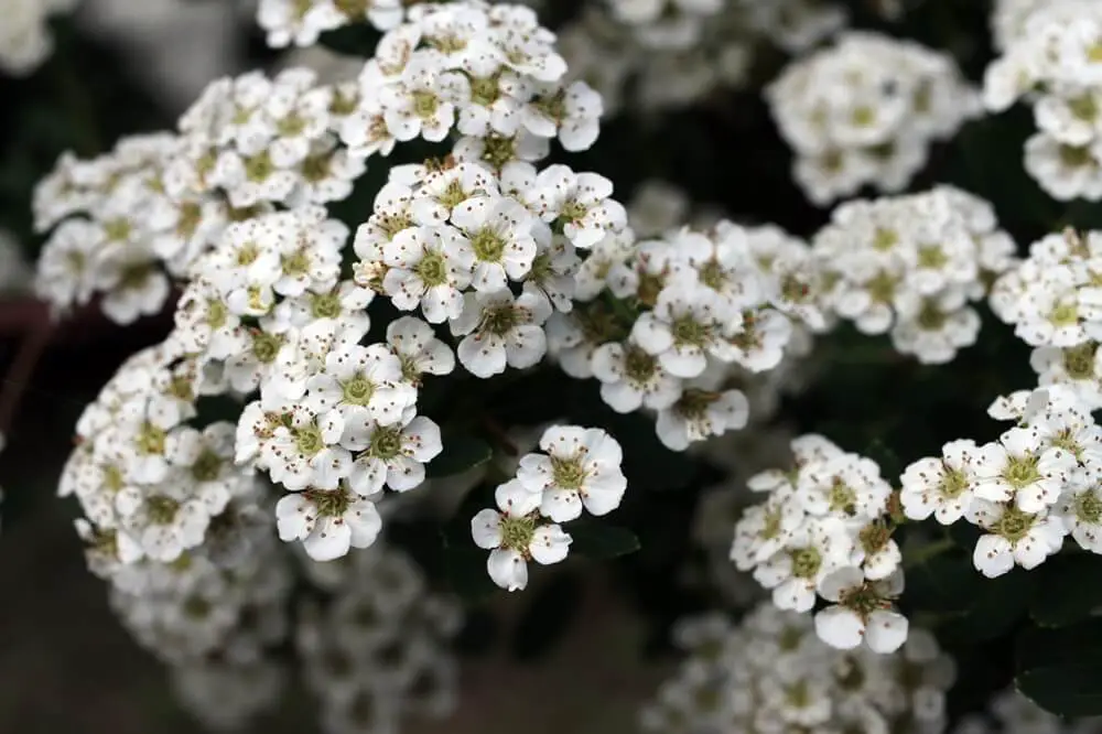 Yarrow Flowers