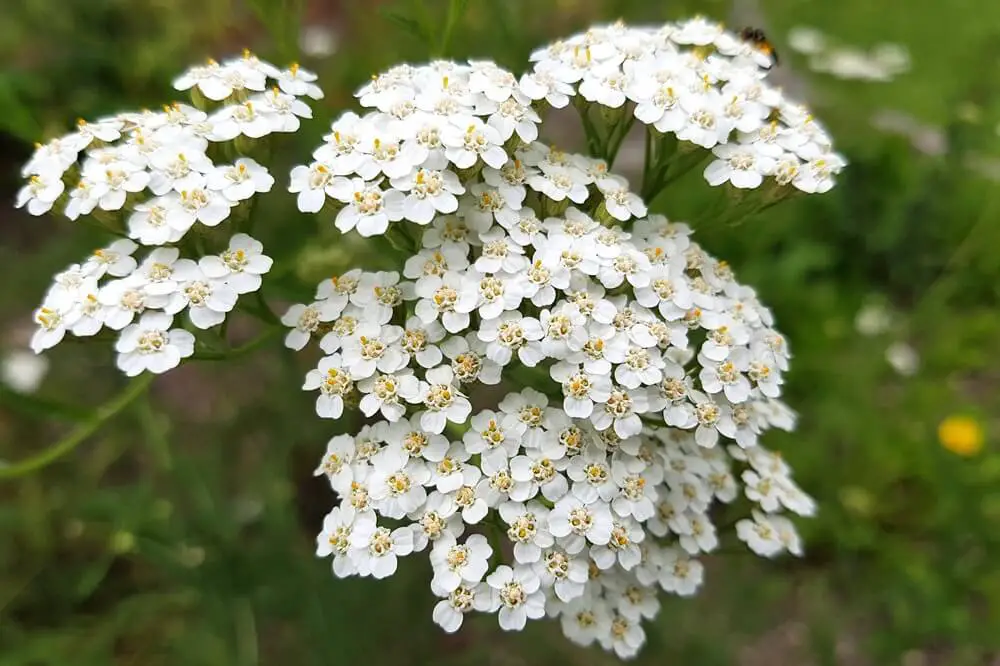 Yarrow Flowers