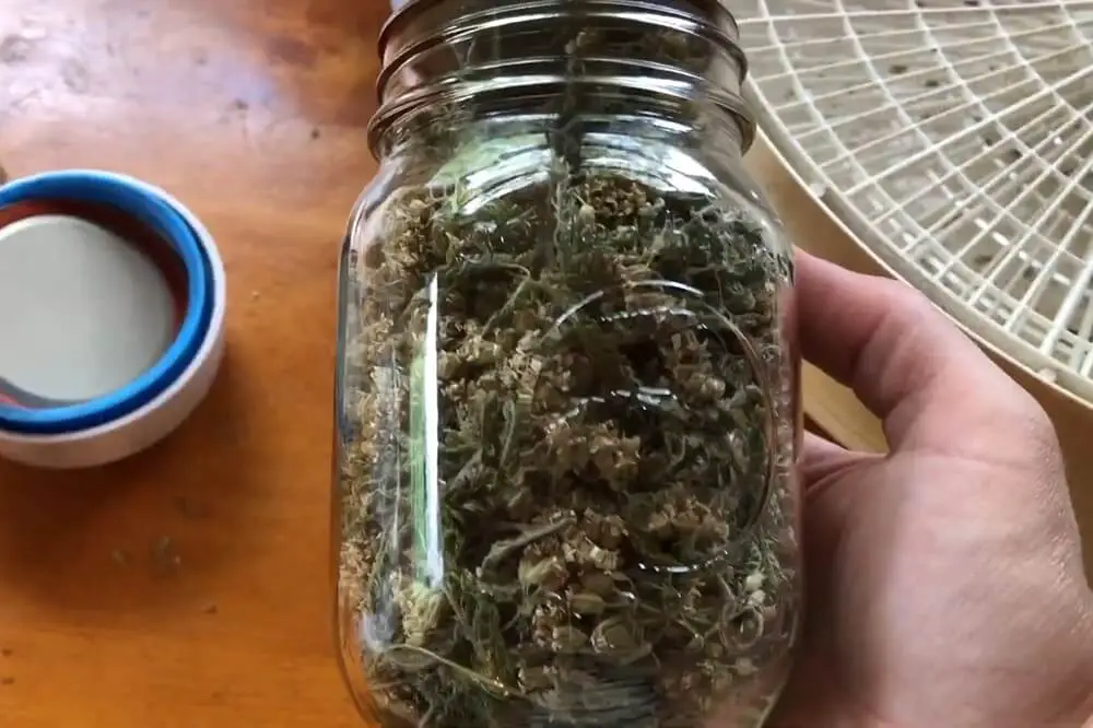 Yarrow in Jar