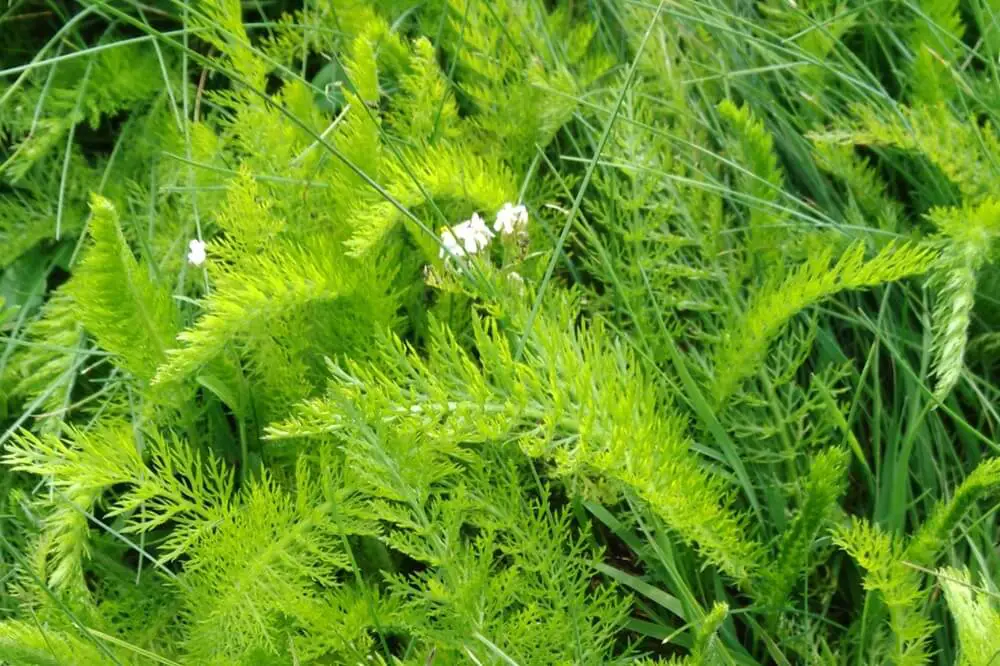 Yarrow Leaves